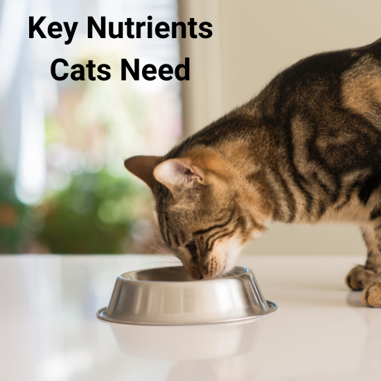 Essential nutrients for sales cats